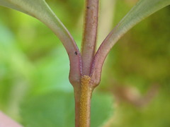 Veronica catarractae