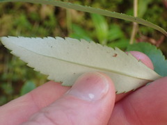 Veronica catarractae