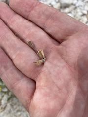 Heterotheca fulcrata