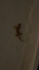 Gehyra mutilata