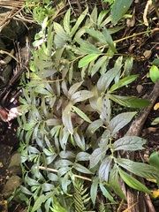 Elatostema reticulatum