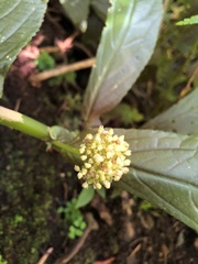 Elatostema reticulatum