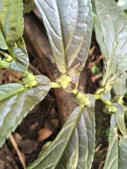 Elatostema reticulatum