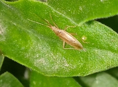 Heteroptera