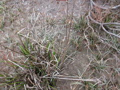 Juncus polycephalus