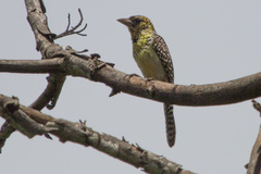 Trachyphonus darnaudii