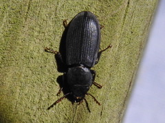 Tenebroides laticollis