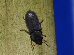 Tenebroides laticollis
