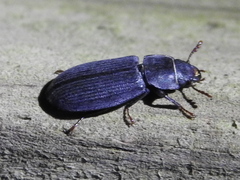 Tenebroides laticollis
