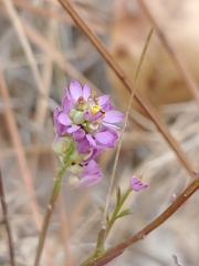 Polygala mariana