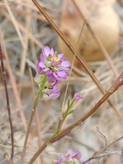 Polygala mariana