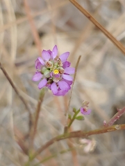 Polygala mariana
