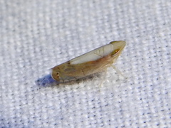 Scaphytopius elegans