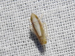 Scaphytopius elegans