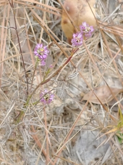 Polygala mariana