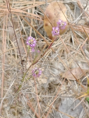Polygala mariana