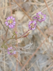 Polygala mariana