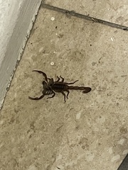 Centruroides limpidus