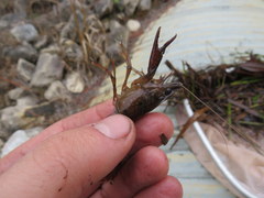 Procambarus leonensis image