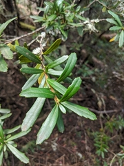 Orites diversifolius