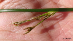 Juncus mexicanus