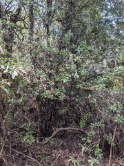 Orites diversifolius