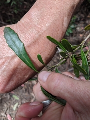 Orites diversifolius