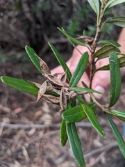 Orites diversifolius