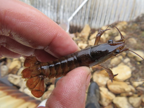 Procambarus leonensis image
