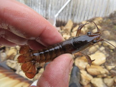 Image of Procambarus leonensis