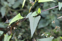 Muehlenbeckia gracillima