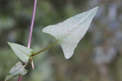 Muehlenbeckia gracillima