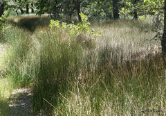 Juncus mexicanus