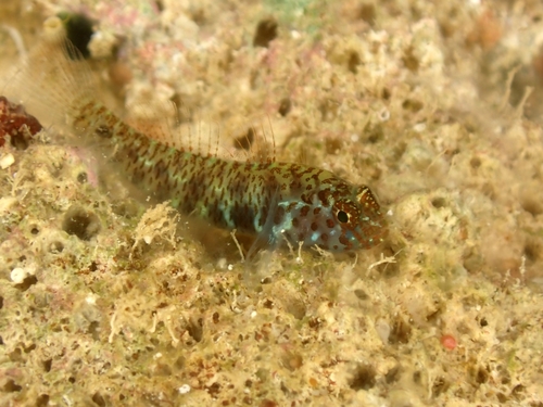 Queensland dwarfgoby (Eviota queenslandica) — Gobiidae — 4