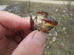 Procambarus pygmaeus