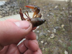 Procambarus pygmaeus