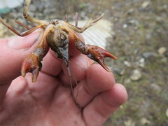 Procambarus pygmaeus
