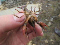 Procambarus pygmaeus