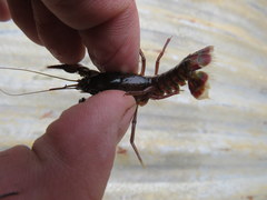 Procambarus pygmaeus