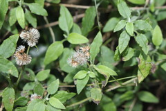 Ozothamnus bidwillii