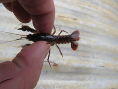 Procambarus pygmaeus