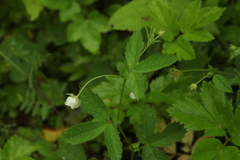 Potentilla elatior