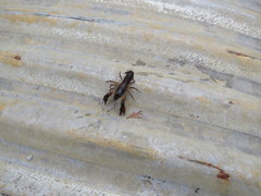 Procambarus pygmaeus