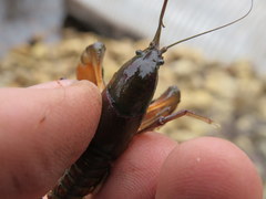 Procambarus pygmaeus