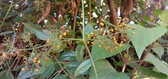 Rubia cordifolia