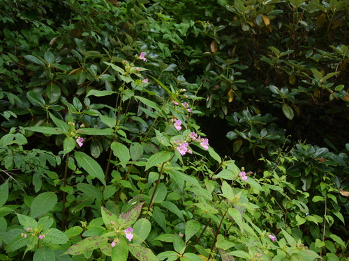 Impatiens sulcata, photograph 4