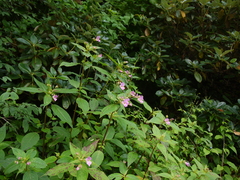 Impatiens sulcata