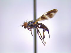 Chaetopsis massyla