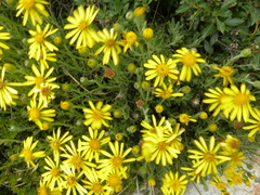 Senecio argyreus