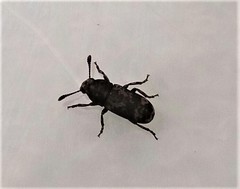 Basitropis nitidicutis